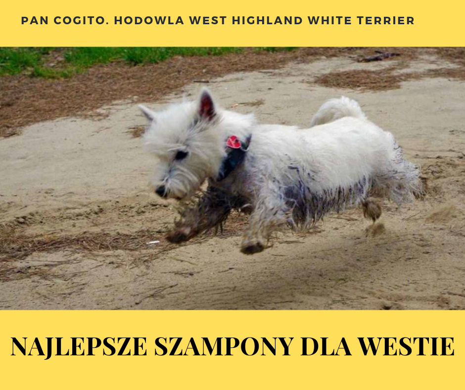 west highland white terrier jaki szampon
